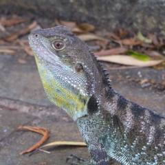 Intellagama lesueurii howittii (Gippsland Water Dragon) at Acton, ACT - 13 Jan 2018 by MatthewFrawley