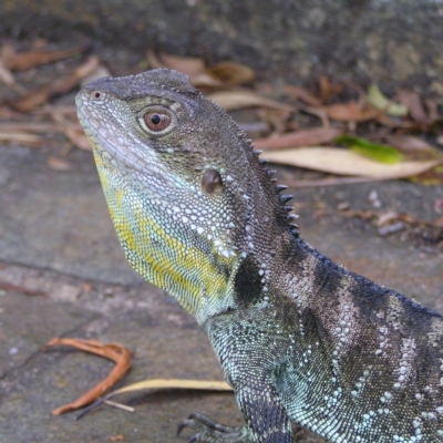 Intellagama lesueurii howittii (Gippsland Water Dragon) at Acton, ACT - 13 Jan 2018 by MatthewFrawley