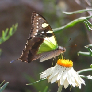 Graphium macleayanum at Acton, ACT - 13 Jan 2018