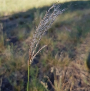 Bothriochloa macra at Griffith, ACT - 13 Jan 2018 06:48 PM