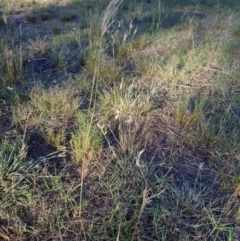 Bothriochloa macra at Griffith, ACT - 13 Jan 2018 06:48 PM