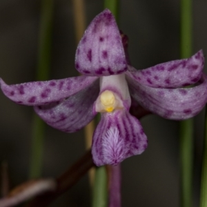 Dipodium roseum at Crace, ACT - 12 Jan 2018