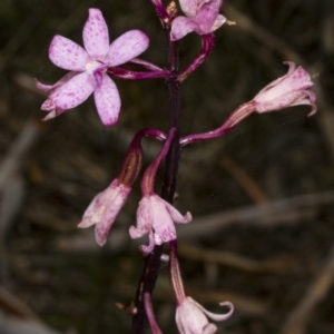 Dipodium roseum at Crace, ACT - 12 Jan 2018