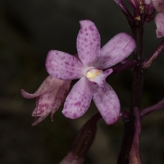 Dipodium roseum at Crace, ACT - 12 Jan 2018