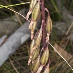 Dipodium roseum at Crace, ACT - 12 Jan 2018