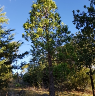 Calocedrus decurrens (Incense Cedar) at Griffith, ACT - 12 Jan 2018 by ianandlibby1