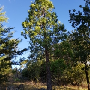 Calocedrus decurrens at Griffith, ACT - 13 Jan 2018