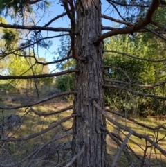 Calocedrus decurrens at Griffith, ACT - 13 Jan 2018 12:00 AM