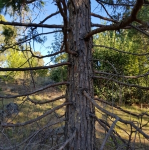 Calocedrus decurrens at Griffith, ACT - 13 Jan 2018