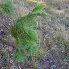 Calocedrus decurrens at Griffith, ACT - 13 Jan 2018