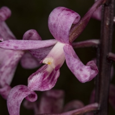 Dipodium roseum (Rosy Hyacinth Orchid) at Crace, ACT - 12 Jan 2018 by DerekC