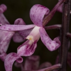 Dipodium roseum (Rosy Hyacinth Orchid) at Gungaderra Grasslands - 12 Jan 2018 by DerekC