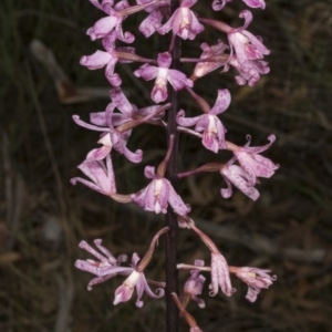 Dipodium roseum at Crace, ACT - suppressed