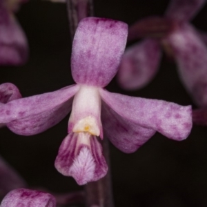 Dipodium roseum at Crace, ACT - suppressed