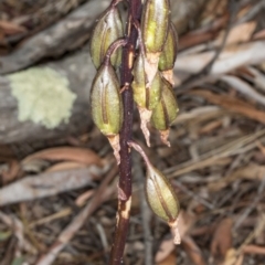 Dipodium sp. (A Hyacinth Orchid) at Gungaderra Grasslands - 12 Jan 2018 by DerekC