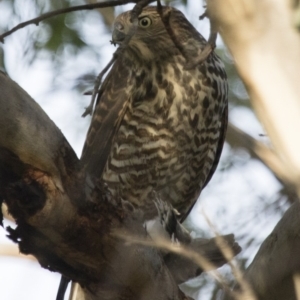 Tachyspiza fasciata at Michelago, NSW - 17 Feb 2017 06:27 AM