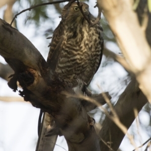 Tachyspiza fasciata at Michelago, NSW - 17 Feb 2017