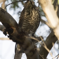 Accipiter fasciatus at Michelago, NSW - 17 Feb 2017