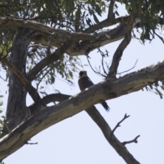 Falco longipennis (Australian Hobby) at Michelago, NSW - 25 Oct 2015 by Illilanga