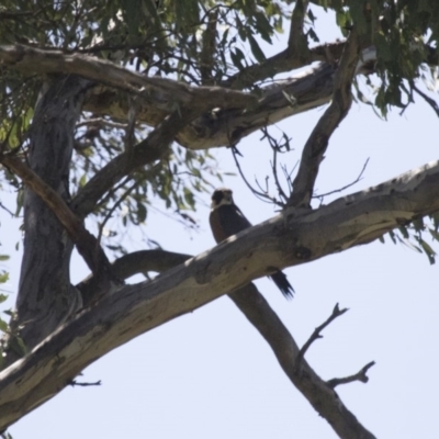 Falco longipennis (Australian Hobby) at Michelago, NSW - 24 Oct 2015 by Illilanga