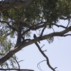 Falco longipennis at Michelago, NSW - 25 Oct 2015