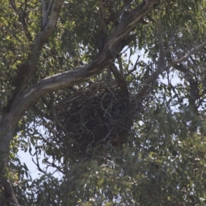 Falco longipennis at Michelago, NSW - 25 Oct 2015