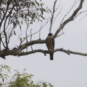 Falco longipennis at Michelago, NSW - 6 Dec 2015 01:45 PM