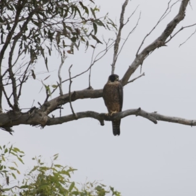 Falco longipennis (Australian Hobby) at Michelago, NSW - 6 Dec 2015 by Illilanga