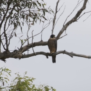 Falco longipennis at Michelago, NSW - 6 Dec 2015