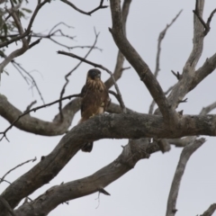 Falco longipennis (Australian Hobby) at Michelago, NSW - 20 Jan 2016 by Illilanga