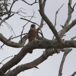 Falco longipennis at Michelago, NSW - 20 Jan 2016 03:23 PM