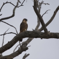 Falco longipennis at Michelago, NSW - 20 Jan 2016 03:23 PM