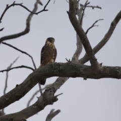 Falco longipennis at Michelago, NSW - 20 Jan 2016 03:23 PM