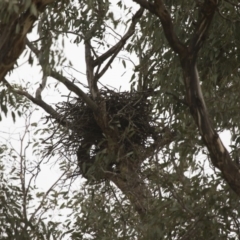 Falco longipennis at Michelago, NSW - 20 Jan 2016