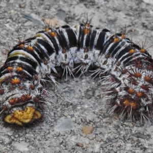 Chelepteryx collesi at Wanniassa, ACT - 13 Jan 2018