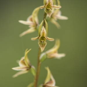 Paraprasophyllum canaliculatum at suppressed - 13 Jan 2018