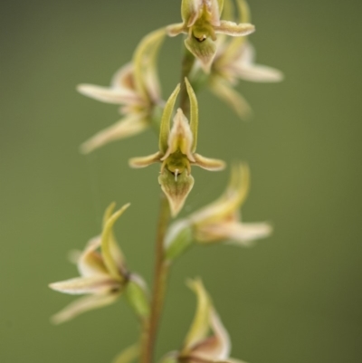 Prasophyllum canaliculatum (Summer Leek Orchid) at Paddys River, ACT - 13 Jan 2018 by GlenRyan