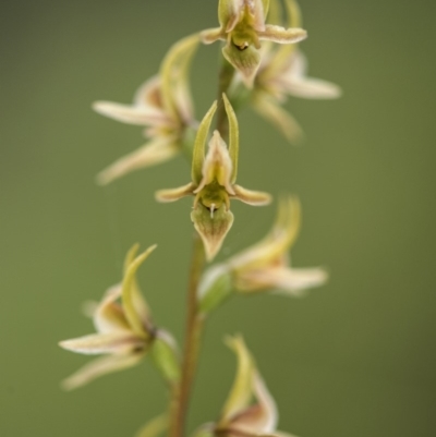 Paraprasophyllum canaliculatum (Summer Leek Orchid) by GlenRyan