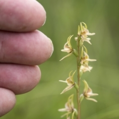 Prasophyllum canaliculatum at suppressed - 13 Jan 2018