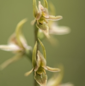 Paraprasophyllum canaliculatum at suppressed - 13 Jan 2018