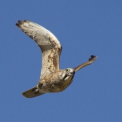 Falco berigora (Brown Falcon) at Michelago, NSW - 1 Dec 2014 by Illilanga