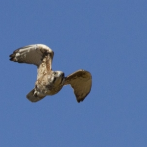 Falco berigora at Michelago, NSW - 1 Dec 2014