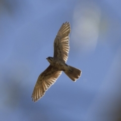 Falco berigora at Michelago, NSW - 1 Dec 2014