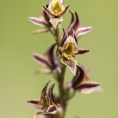 Paraprasophyllum canaliculatum (Summer Leek Orchid) by GlenRyan