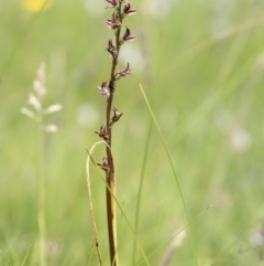 Paraprasophyllum canaliculatum at suppressed - 13 Jan 2018