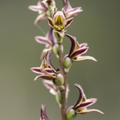 Paraprasophyllum canaliculatum at suppressed - suppressed