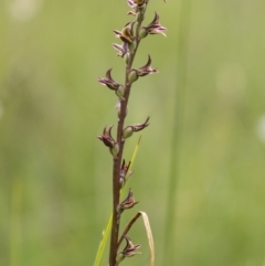 Paraprasophyllum canaliculatum at suppressed - 13 Jan 2018