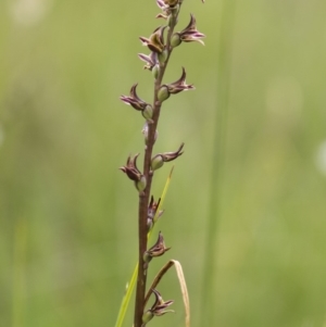 Paraprasophyllum canaliculatum at suppressed - suppressed