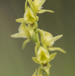 Paraprasophyllum canaliculatum at suppressed - suppressed