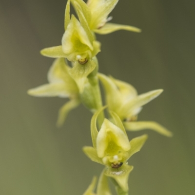 Paraprasophyllum canaliculatum (Summer Leek Orchid) by GlenRyan